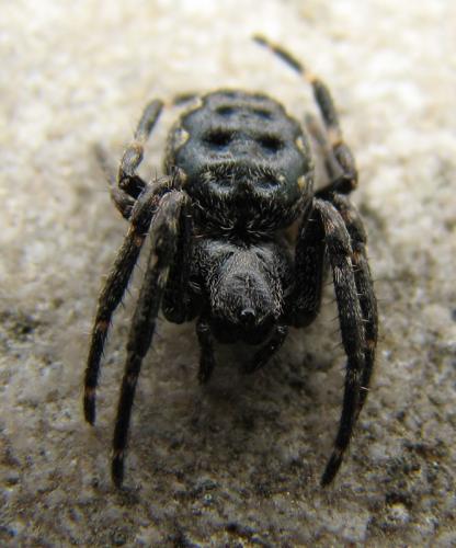 Réf. 11 507 : Nuctenea umbratica