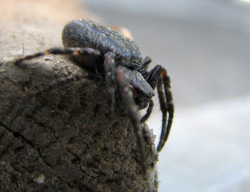 Nuctenea umbratica