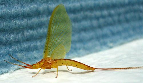 Potamanthus luteus