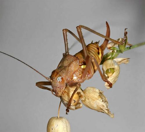 Réf. 11 518 : Uromenus rugosicollis