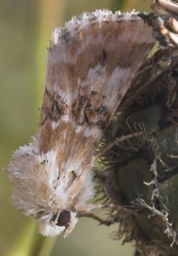 Eremobia ochroleuca