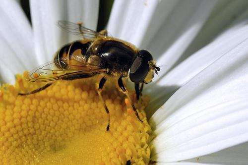 Réf. 11 040 : Eristalis nemorum