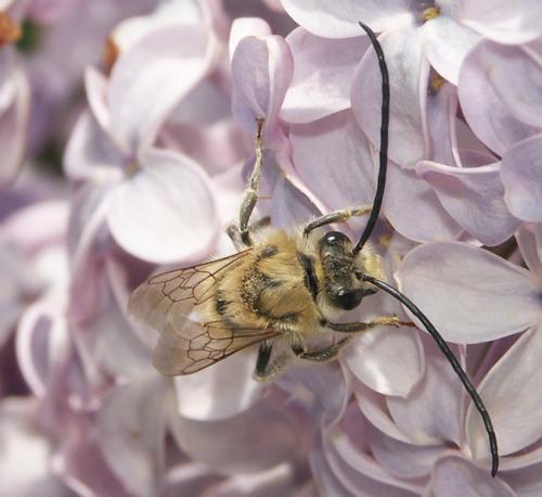 Réf. 11 538 : Eucera sp.