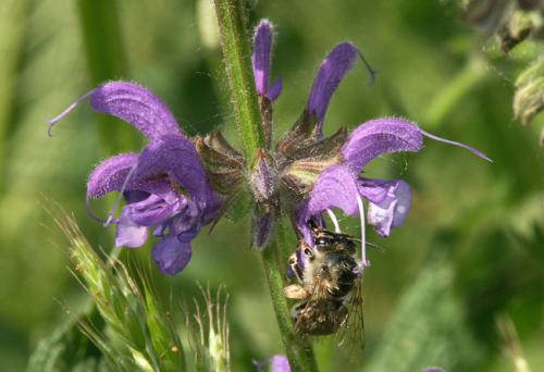 Eucera sp.