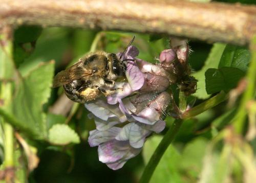 Eucera sp.