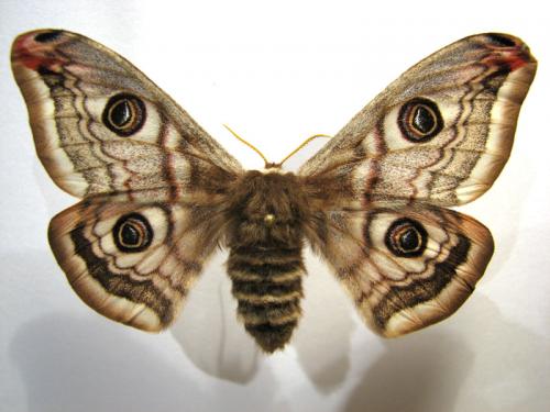 Réf. 11 060 : Saturnia pavonia