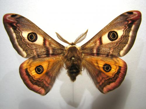 Réf. 11 059 : Saturnia pavonia