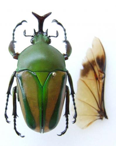 Eudicella sp.