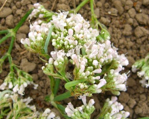 Réf. 11 657 : Eupithecia valerianata