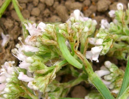 Eupithecia valerianata