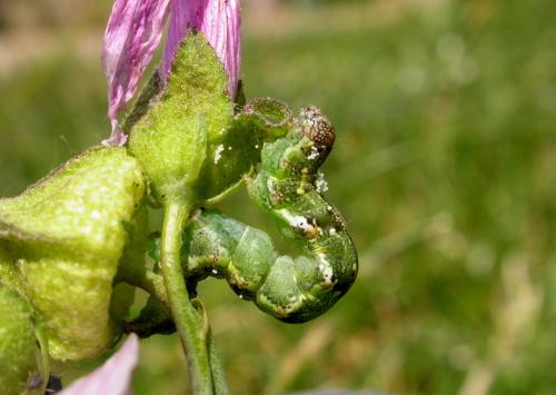 Acontia viridisquama