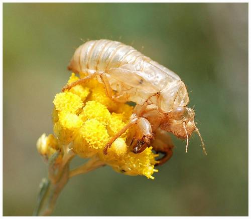 Cicada orni