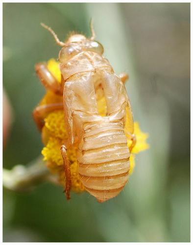 Cicada orni