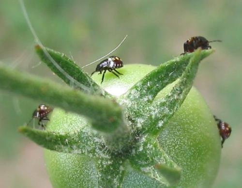 Nezara viridula