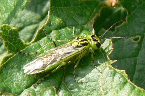 Réf. 11 204 : Rhogogaster sp.