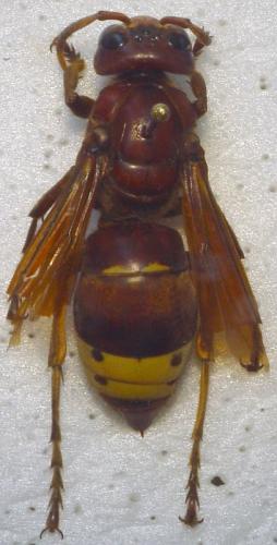 Vespa orientalis