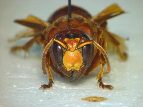 Vespa orientalis