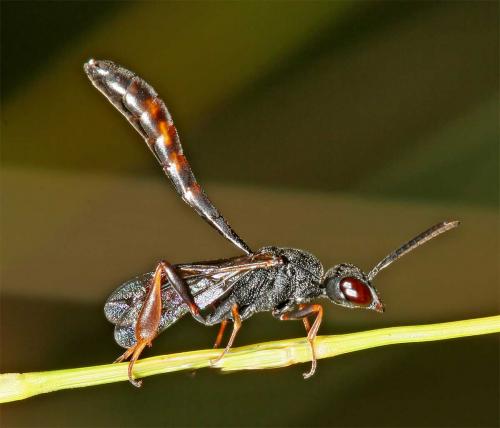 Gasteruption sp.