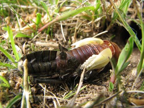 Réf. 11 502 : Gryllus campestris