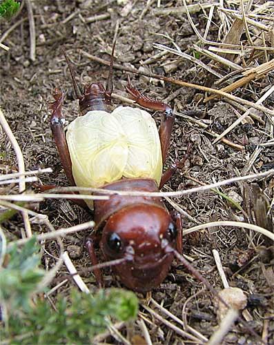 Gryllus campestris