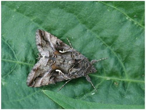 Autographa gamma