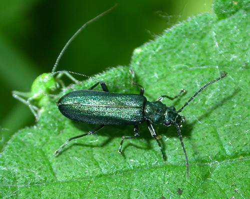 Ischnomera cyanea