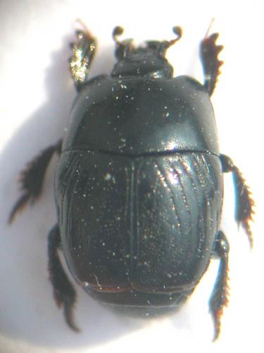 Hypocaccus dimidiatus maritimus