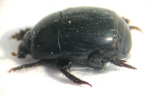 Réf. 11 778 : Hypocaccus dimidiatus