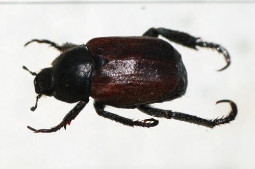 Hoplia philanthus