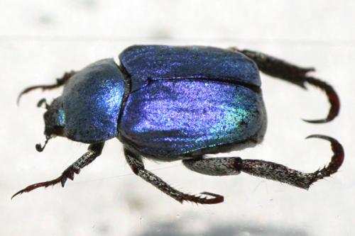 Hoplia coerulea