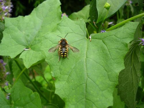 Anthidium sp.