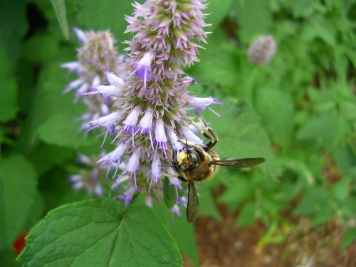 Anthidium sp.