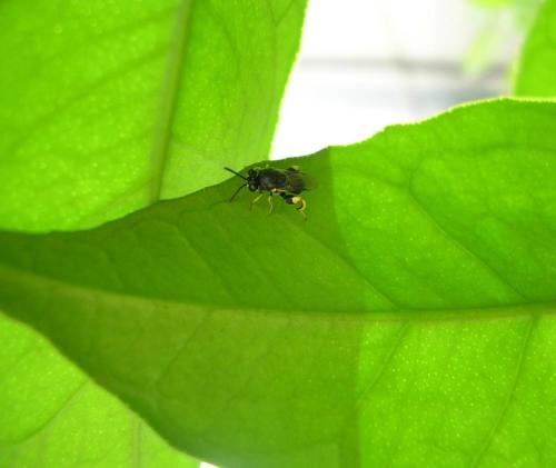 Brachymeria sp.