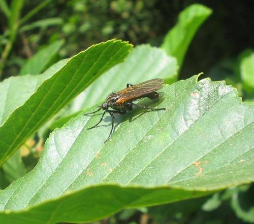 Empis tessellata