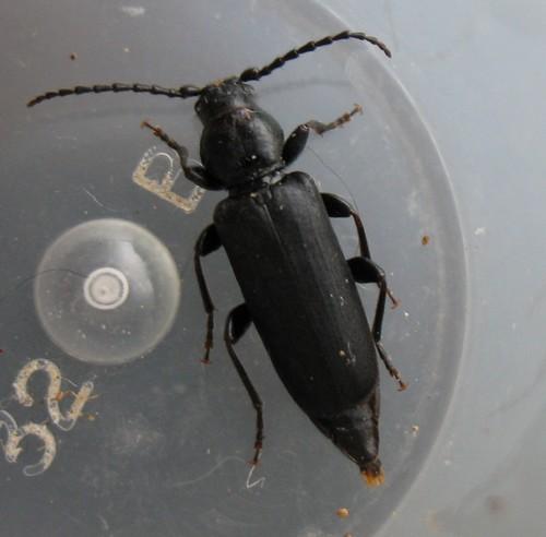 Réf. 11 323 : Tetropium castaneum