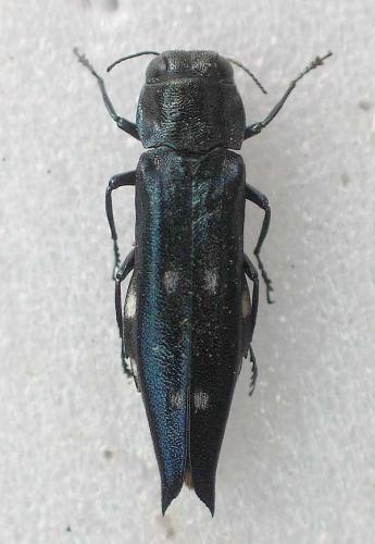 Agrilus guerini