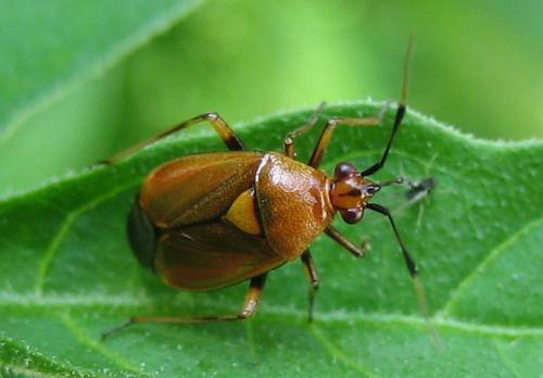 Deraeocoris ruber