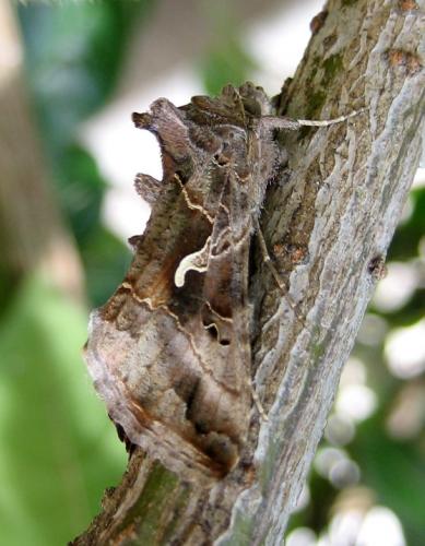 Réf. 11 097 : Autographa gamma