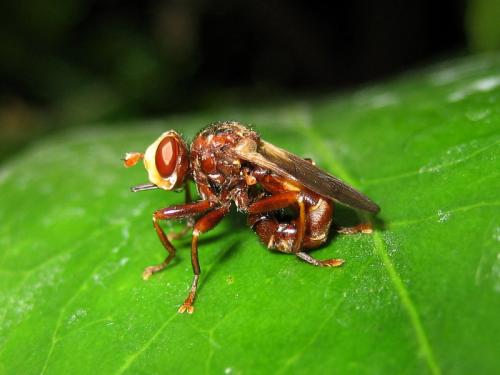 Réf. 11 093 : Sicus ferrugineus