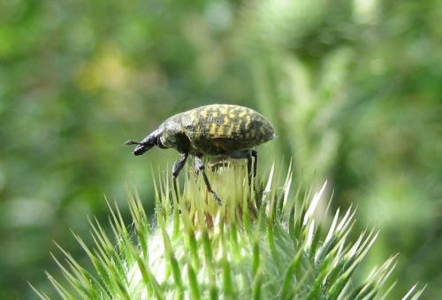 Larinus turbinatus