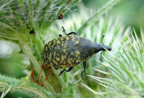 Larinus turbinatus
