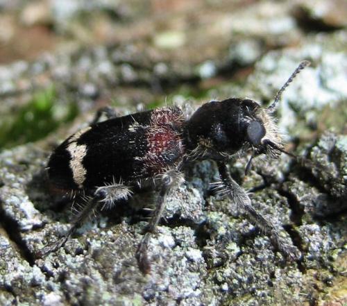 Clerus mutillarius