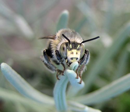 Réf. 11 435 : Anthophora quadrimaculata