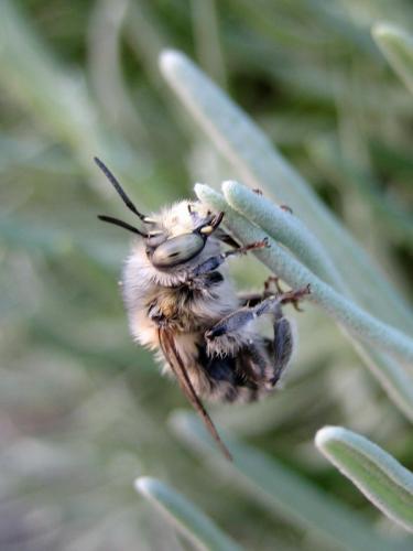 Anthophora quadrimaculata
