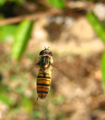 Episyrphus balteatus