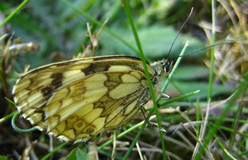 Melanargia galathea