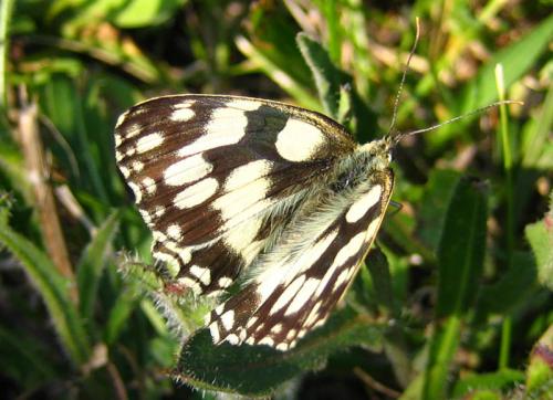 Melanargia galathea