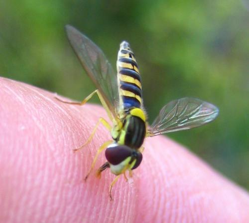 Sphaerophoria sp.
