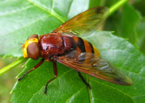 Réf. 11 316 : Volucella zonaria