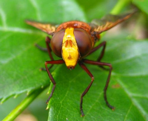 Volucella zonaria